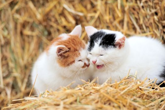 Cat on a straw