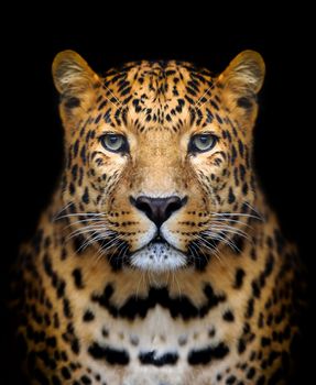 Close-up leopard portrait on dark background