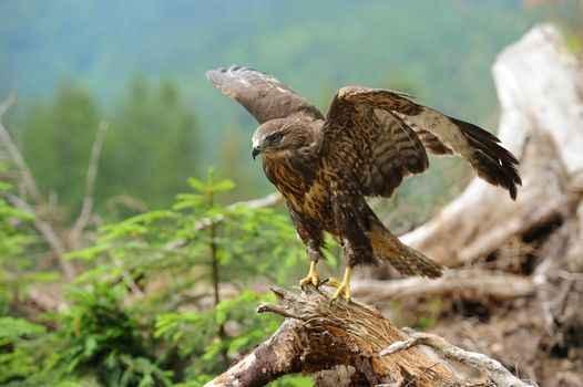 Hawk on a branch in forest