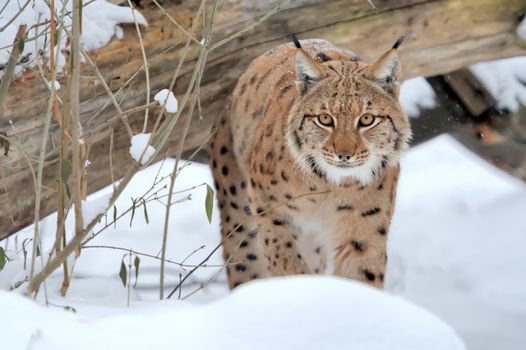 Beautiful wild lynx in winter time