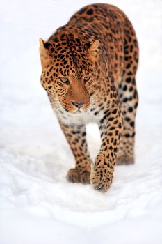 Leopard portrait on snow