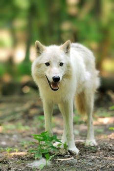 Wild wolf in the woods