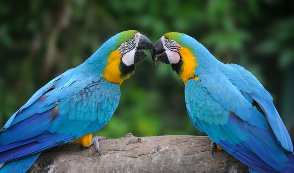 Parrot bird (Severe Macaw) sitting on the branch