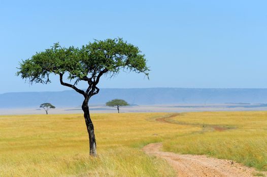 Savannah landscape in the national park in kenya