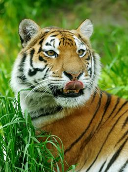 Amur Tigers on a geass in summer day