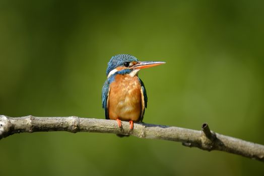 Beautiful blue Kingfisher bird on a branch
