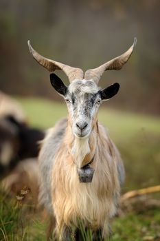 Close-up nobody goat in mountain. Autumn season