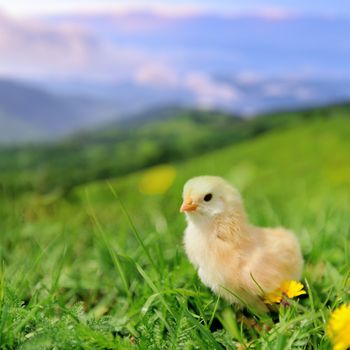 Little chicken on the green grass in summer day