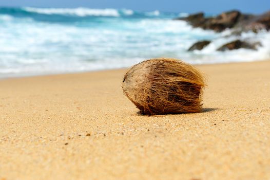 Nobody coconut on tropical beach ocean