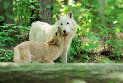 White wolf in forest