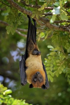 Black flying-foxes (Pteropus alecto) hanging in a tree