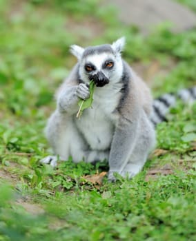 Young ring-tailed lemur 