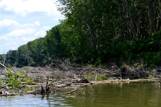 Scrap dry twigs on the Danube High shores, sandy willow and poplar taking of water current