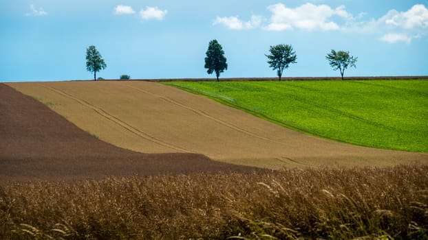 Trees on a hill with colored crops