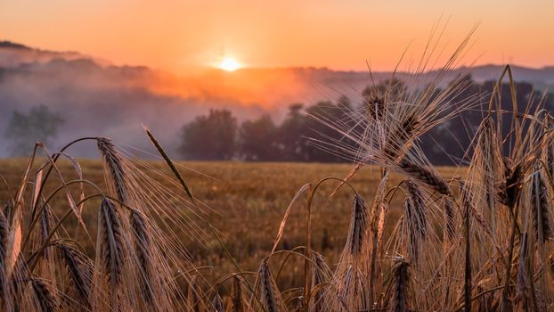 Sunset in the Champagne region, France