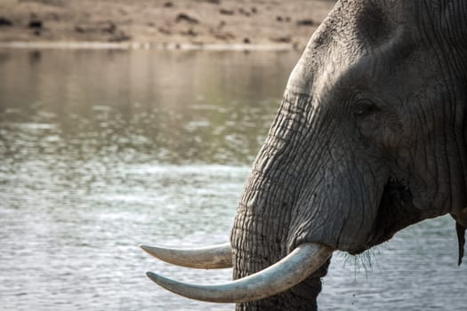 Side profile of an Elephant in the Kruger National Park, South Africa.