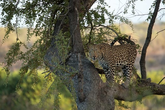 A Leopard in a tree in the Kruger National Park, South Africa.