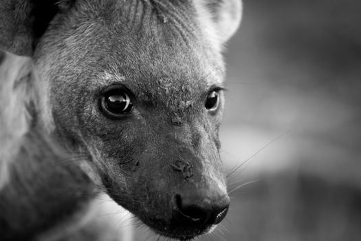 A young Spotted hyena looking at the camera in black and white in the Kruger National Park, South Africa.