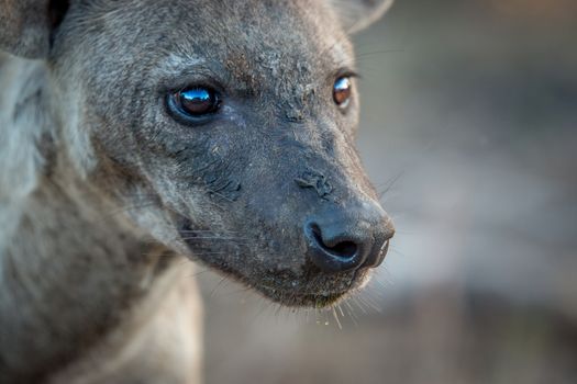 Side profile of a Spotted hyena in the Kruger National Park, South Africa.