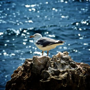 Beauty Lonely Seagull on Edge of Crag on Blurred and Wavy Sea background Outdoors