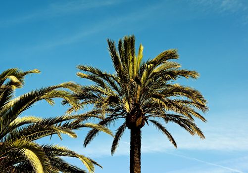 Beauty Palm Trees in Sunny Day Cross Section on Bright Blue Sky background Outdoors