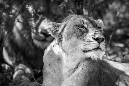 Side profile of a Lioness in black and white in the Kruger National Park, South Africa.