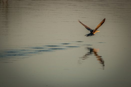 An African darter flying over the water in the Kruger National Park, South Africa.