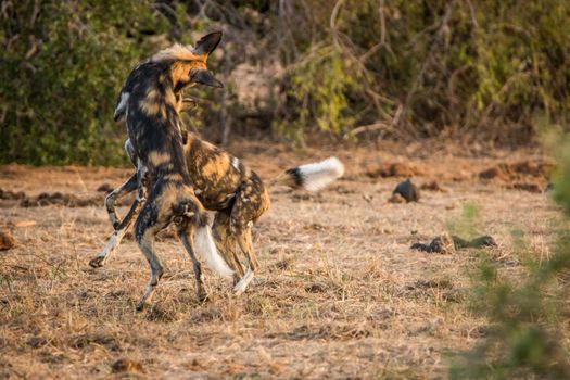 African wild dogs playing together in the Kruger National Park, South Africa.