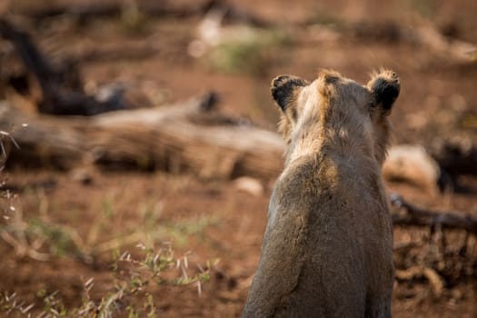 Back of a starring young Lion in the Kruger National Park, South Africa.