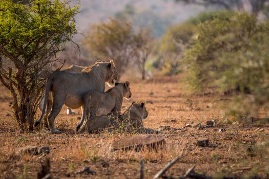 Three Lions starring in the Kruger National Park, South Africa.