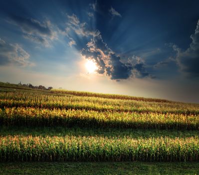 green field of corn growing up at sunset