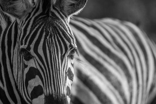 Close up of a Zebra head in black and white in the Kruger National Park, South Africa.