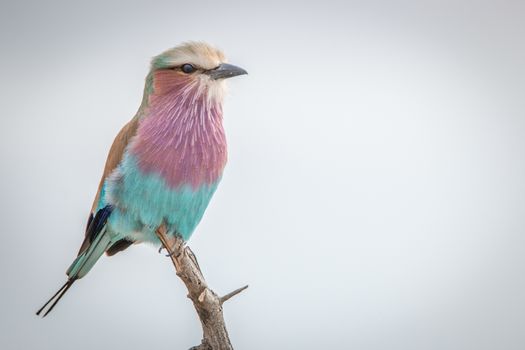 A Lilac-breasted roller on a branch in the Kruger National Park, South Africa.