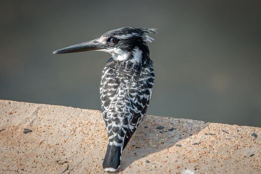 A Pied kingfisher sitting on a brick in the Kruger National Park, South Africa.