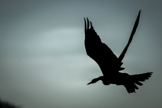 The silhouette of a flying African darter in the Kruger National Park, South Africa.