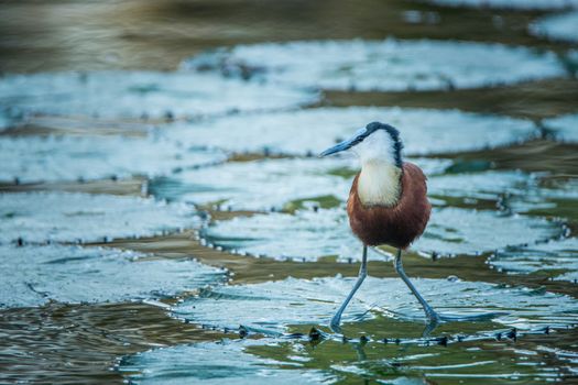 An African jacana in the water in the Kruger National Park, South Africa.