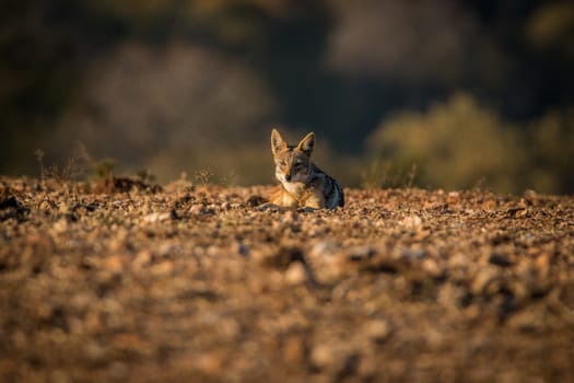 A Black-backed jackal laying on the ground in the Kruger National Park, South Africa.