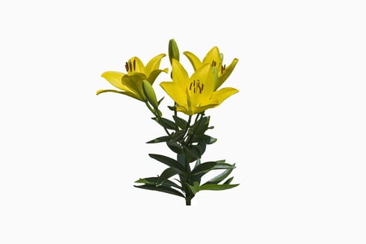 big beautiful yellow garden lily isolate on a white background