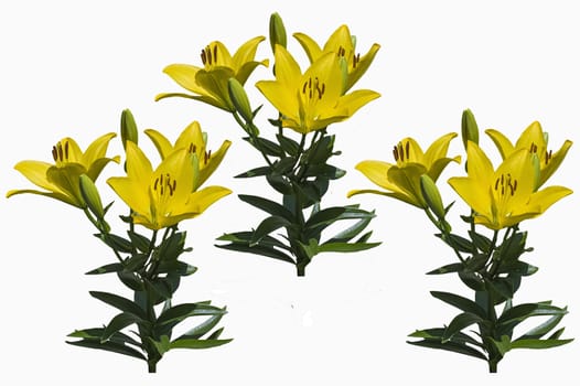 big beautiful yellow garden lily isolate on a white background