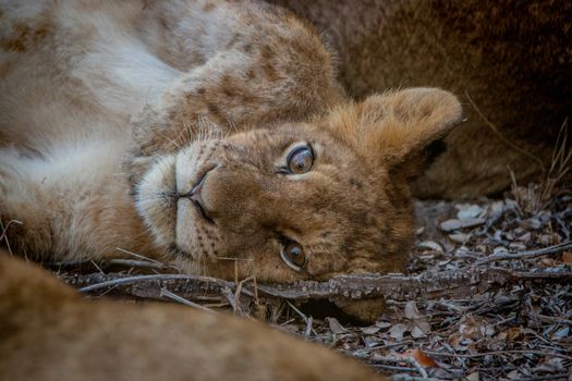 Young Lion cub starring in the Kruger National Park, South Africa.