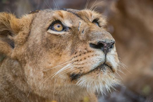 Lioness looking up in the Kruger National Park, South Africa.