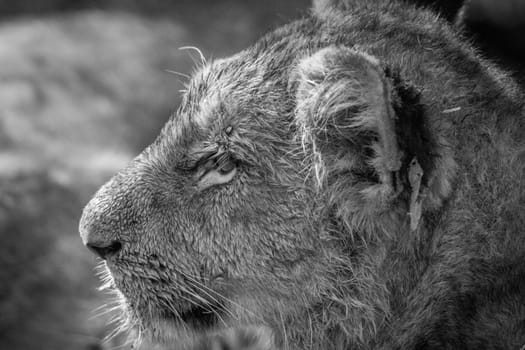 Side profile of a Lion cub in black and white in the Kruger National Park, South Africa.