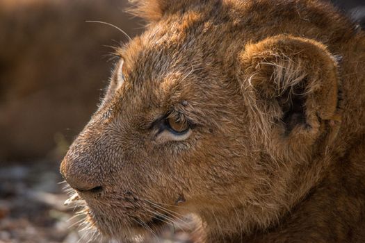 Side profile of a Lion cub in the Kruger National Park, South Africa.