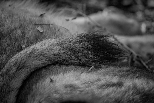 Lion's tail in black and white in the Kruger National Park, South Africa.