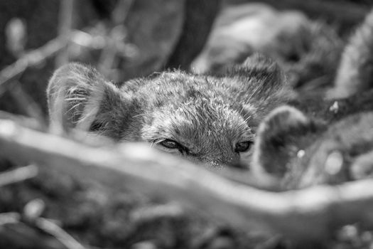 Lion cub looking over an other Lion in black and white in the Kruger National Park.