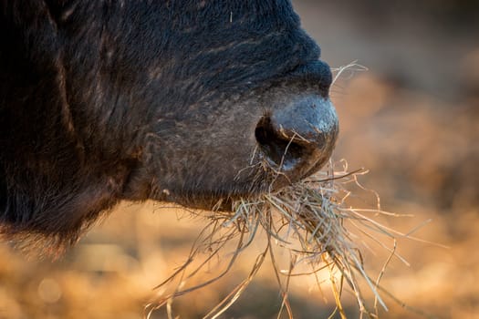 A close up of a Buffalo eating grass in the Kruger National Park, South Africa.