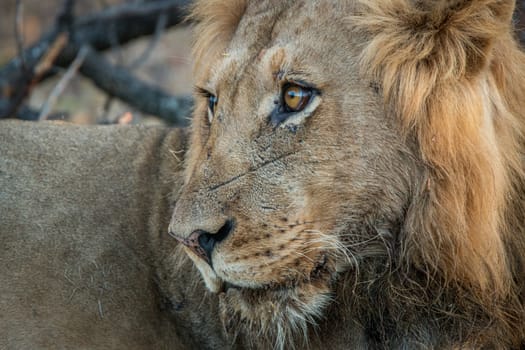 Side profile of a male Lion in the Kruger National Park, South Africa.