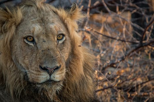 Male Lion starring in the Kruger National Park, South Africa.