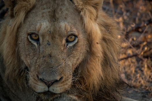 Male Lion starring in the Kruger National Park, South Africa.