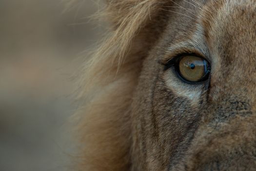 The eye of a male Lion in the Kruger National Park, South Africa.